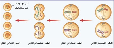 :أي العمليات التالية تؤدي الى انقسام الخلية الى خليتين متماثلتن